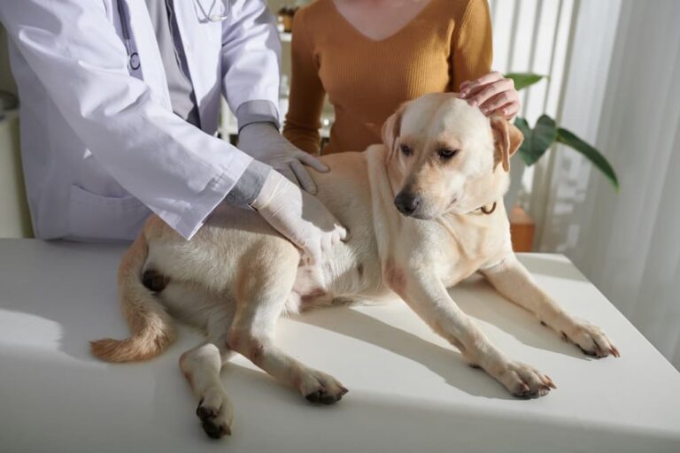 Veterinarian examines dog for breast cancer