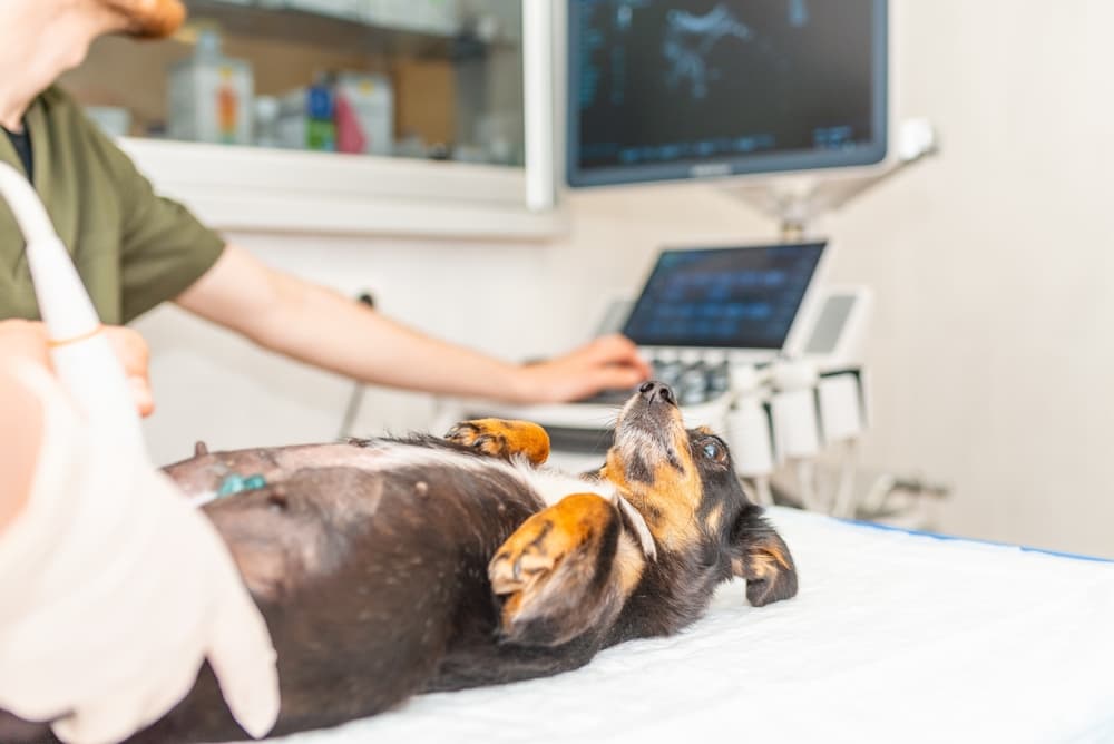 Mixed breed dog having ultrasound scan in vet office to evaluate for mammary cancer in dogs