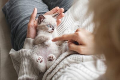 Cerebellar Hypoplasia in Cats (Wobbly Cat Syndrome)