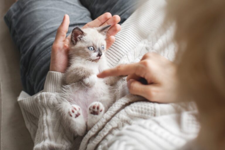 Wobbly cat