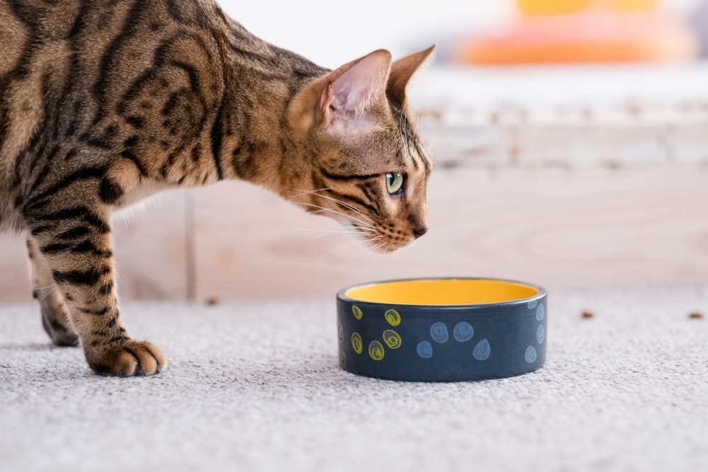 Cat approaches their food bowl