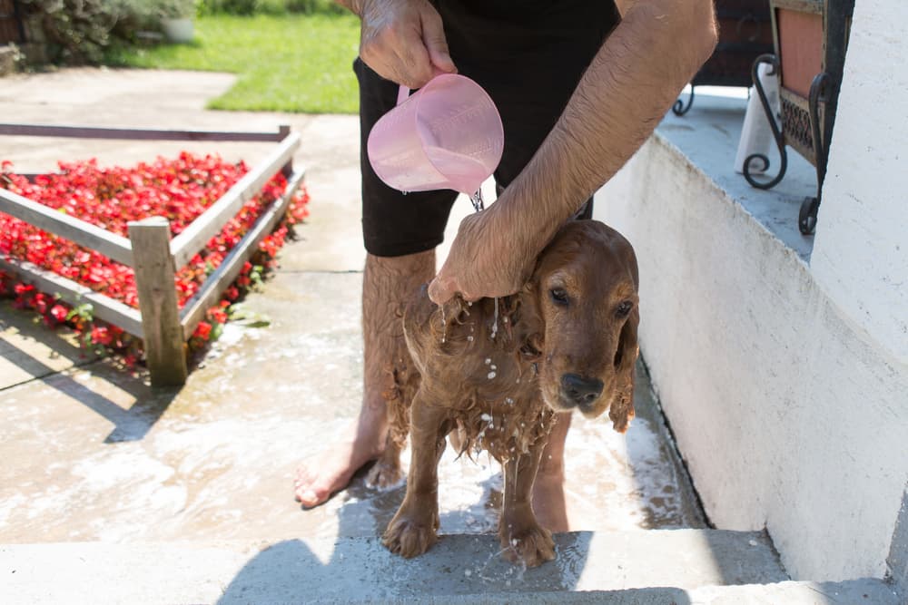 Pet parent wets a dog's coat outside
