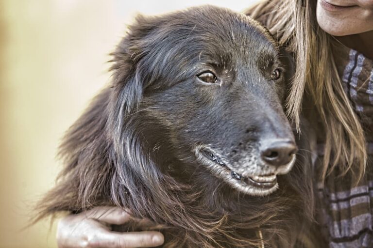 Woman hugging senior dog