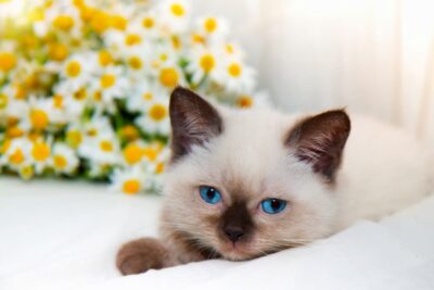 Chamomile for Cats: Is It Safe? Chamomile for Cats: Is It Safe?