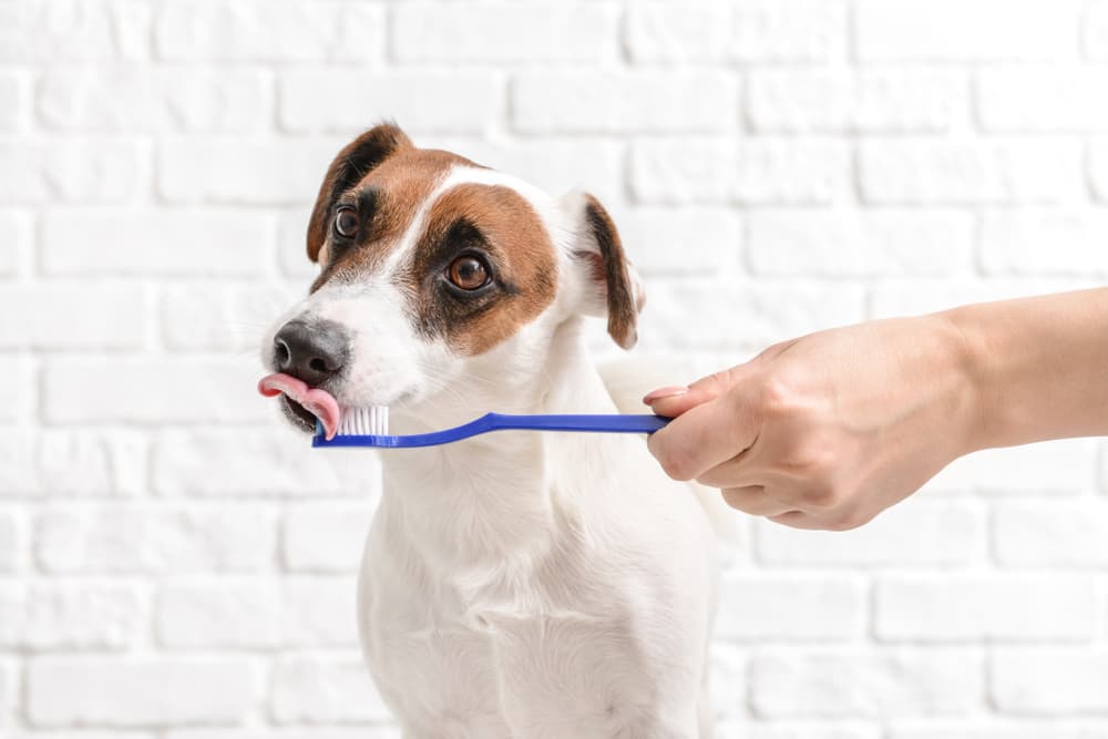 Dog licking toothbrush