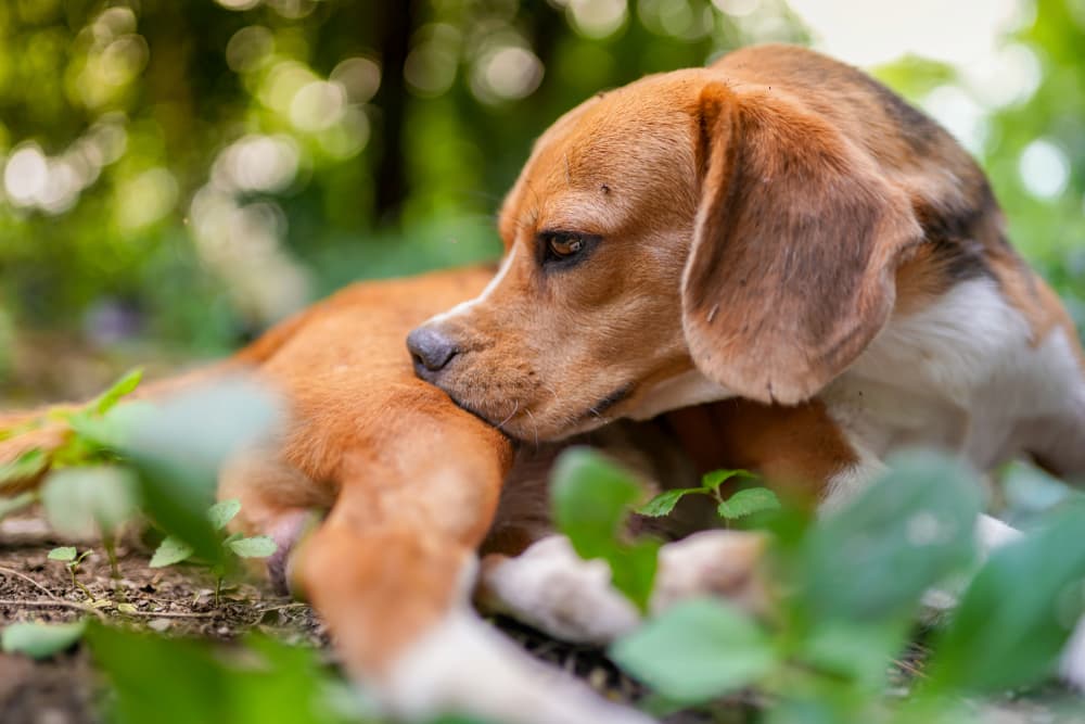 Beagle dog scratching