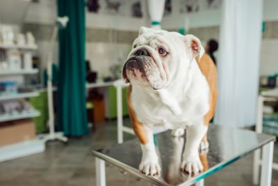 Kidney Stones in Dogs: Causes and Treatment
