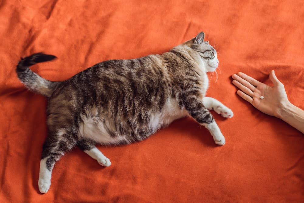 Pet parent giving cat medication