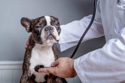 Mitral Valve Disease in Dogs