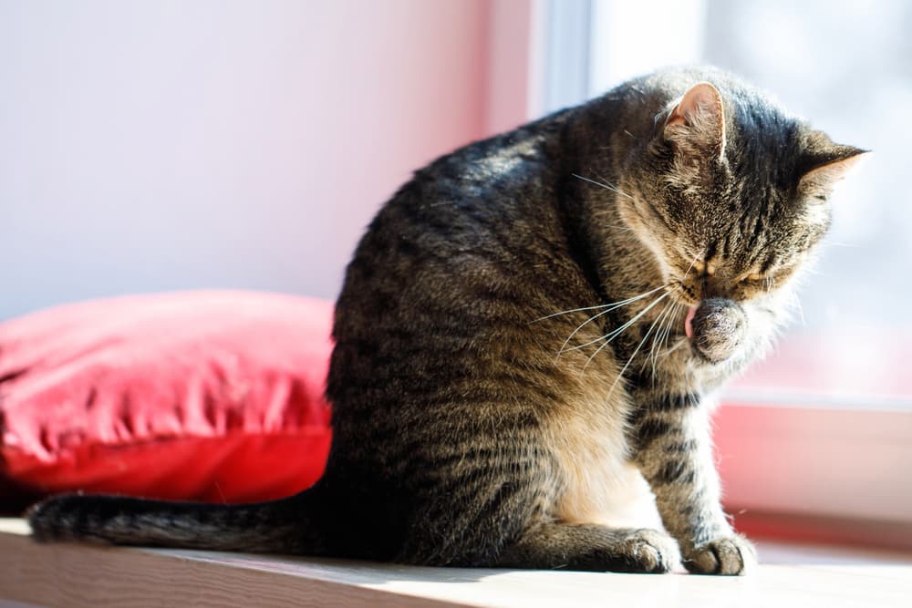 Cat grooming and licking paw
