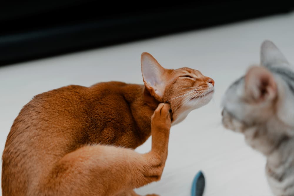 Cat is itching its neck