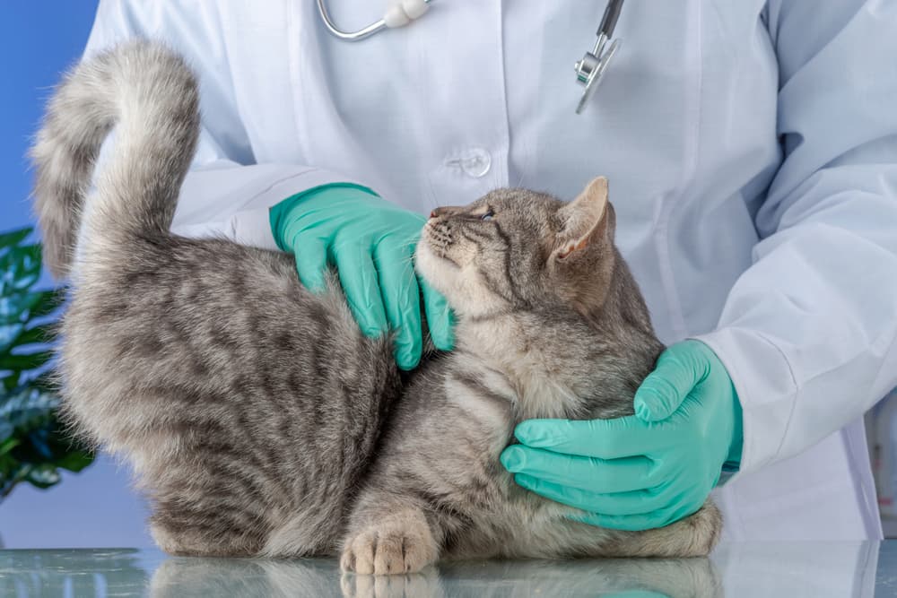Veterinarian examining cat in the clinic