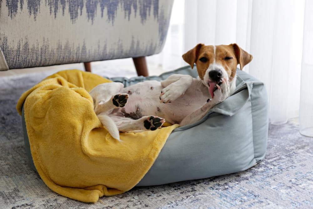 Jack Russell Terrier resting on a dog bed with yellow blanket