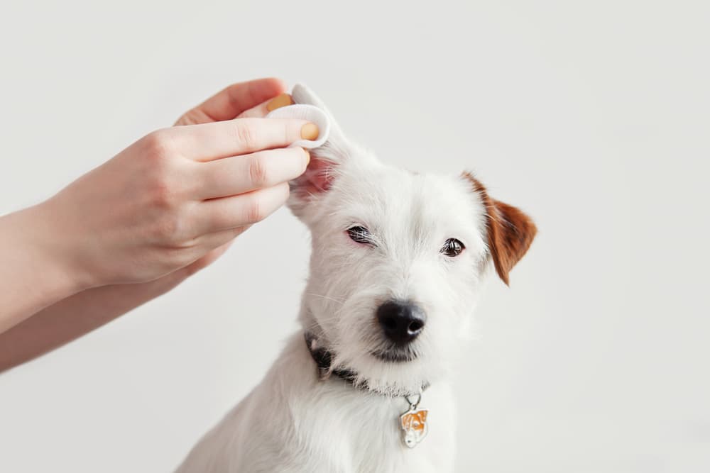 Cleaning tick bite on dog