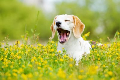 What Are Dogs Allergic To? Common Allergens What Are Dogs Allergic To? Common Allergens