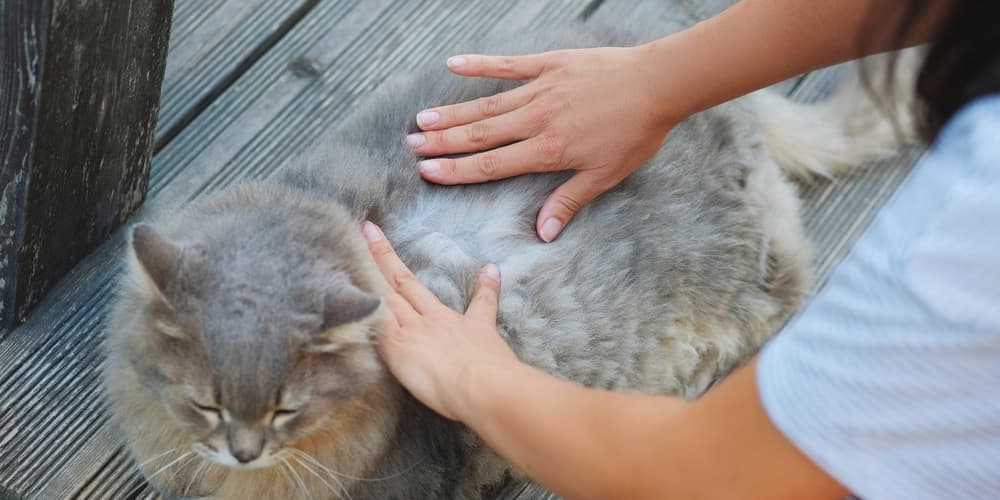 Pet owner checking cat for fleas