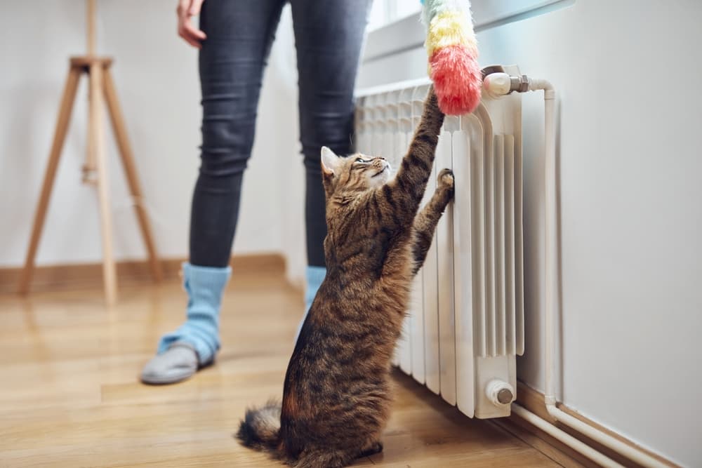 Cat investigates as its owner dusts the radiator