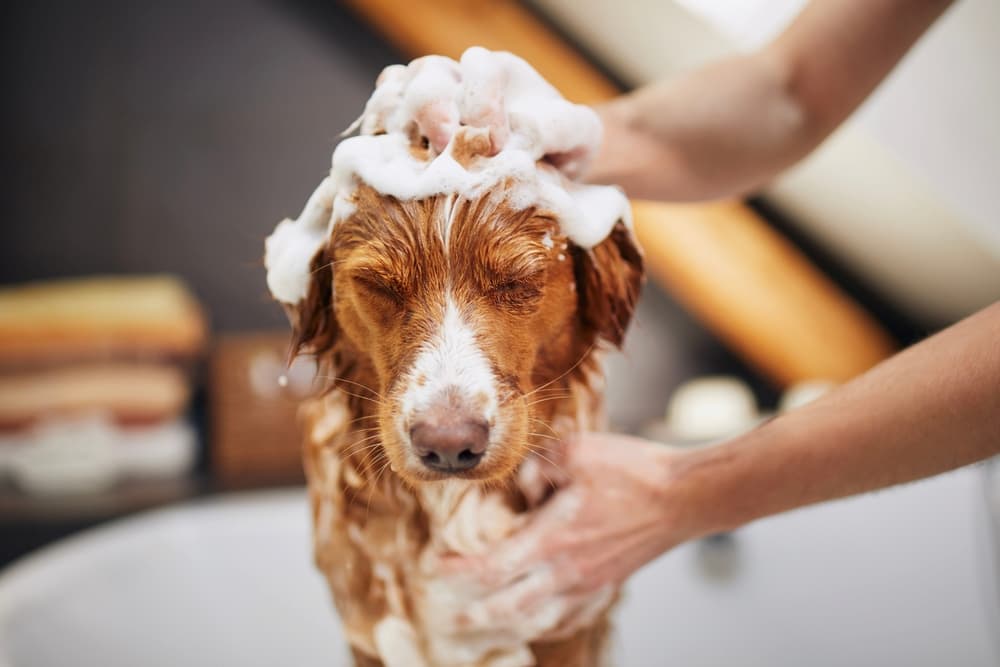 ova Scotia Duck Tolling Retriever taking a bath at home