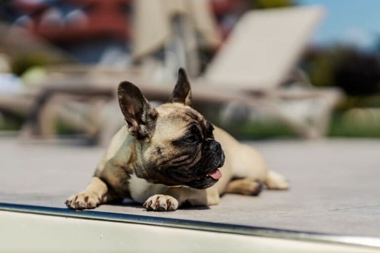 Dog lying in the sun