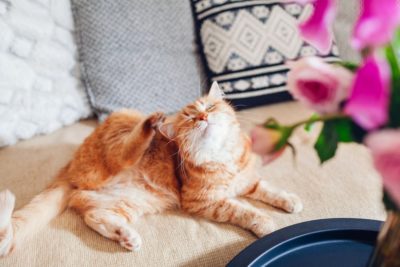 What Are Cats Allergic To? Common Allergens What Are Cats Allergic To? Common Allergens