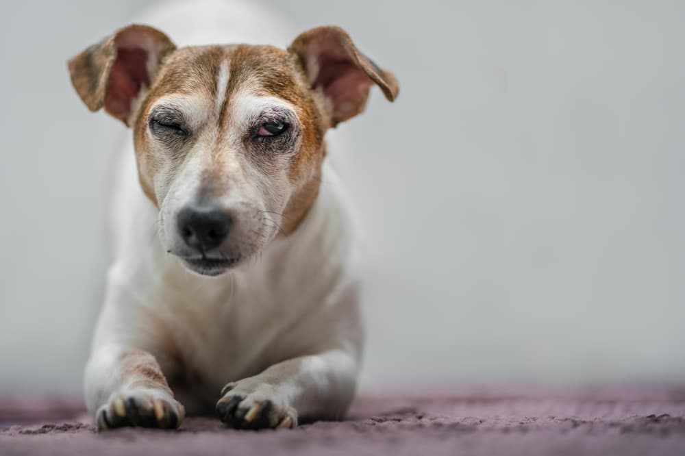 Jack Russell in pain