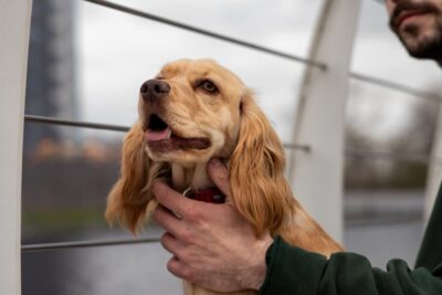 What Can I Give My Dog for Allergies? OTC and Prescription Options