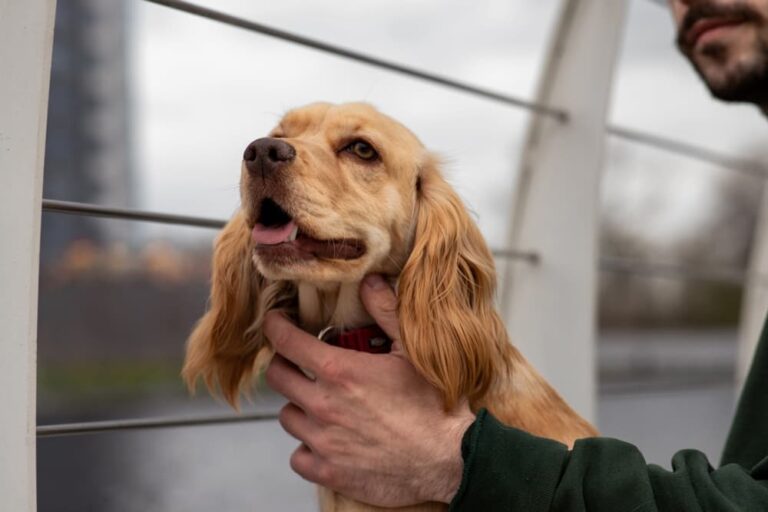 Bearded man scratching neck of Cocker Spaniel