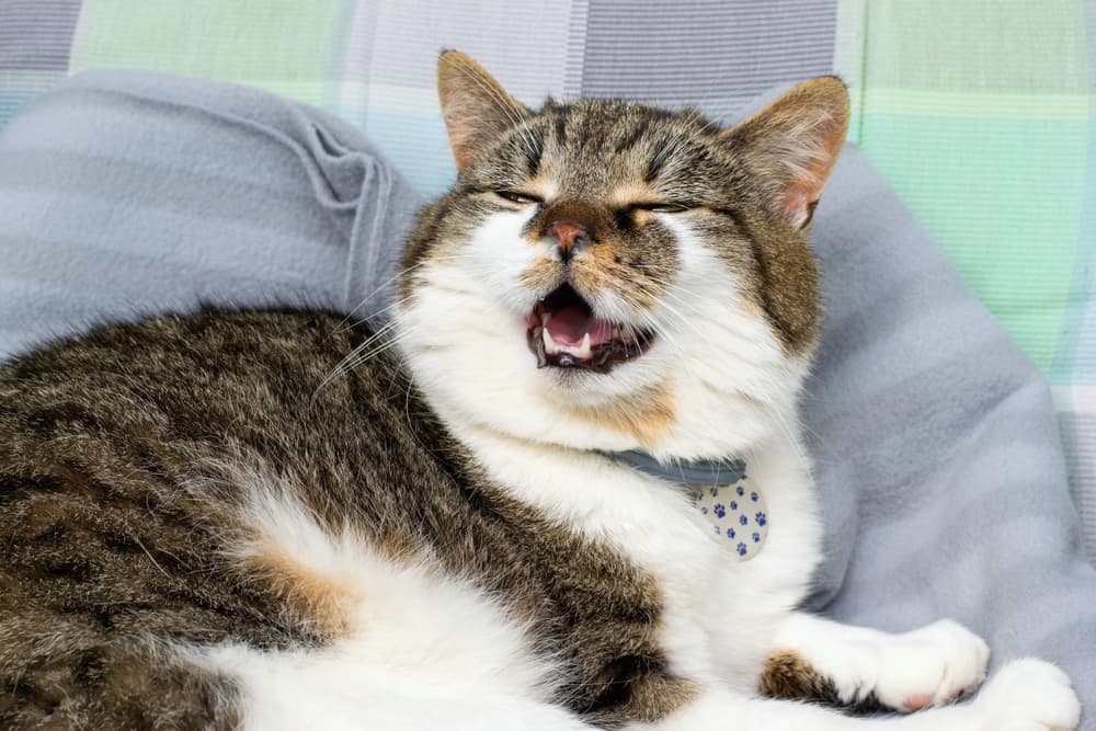 Cat with runny nose