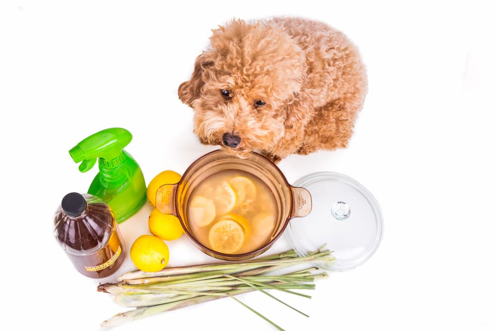 Dog sitting next to ingredients for natural flea and tick spray