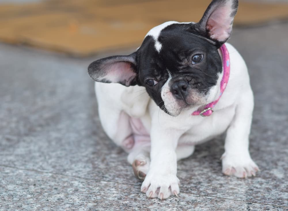 Itchy French Bulldog