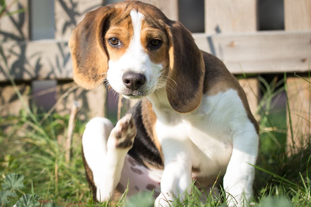 Beagle itching