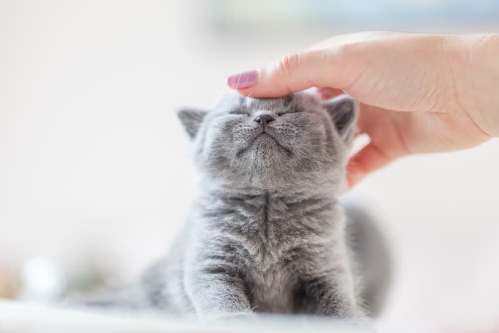 Woman petting kitten