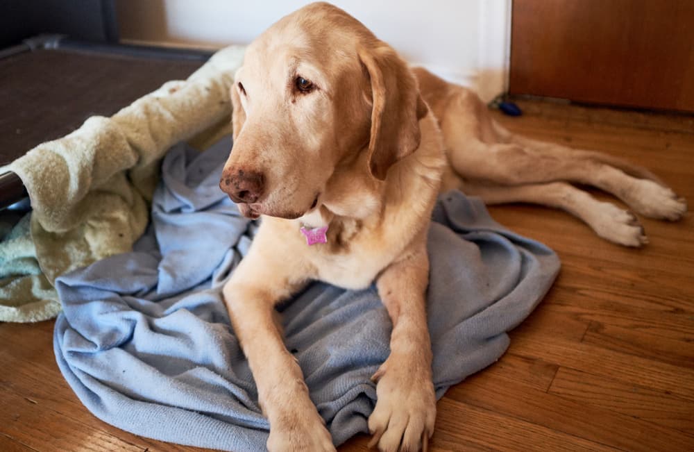 Old dog on blanket