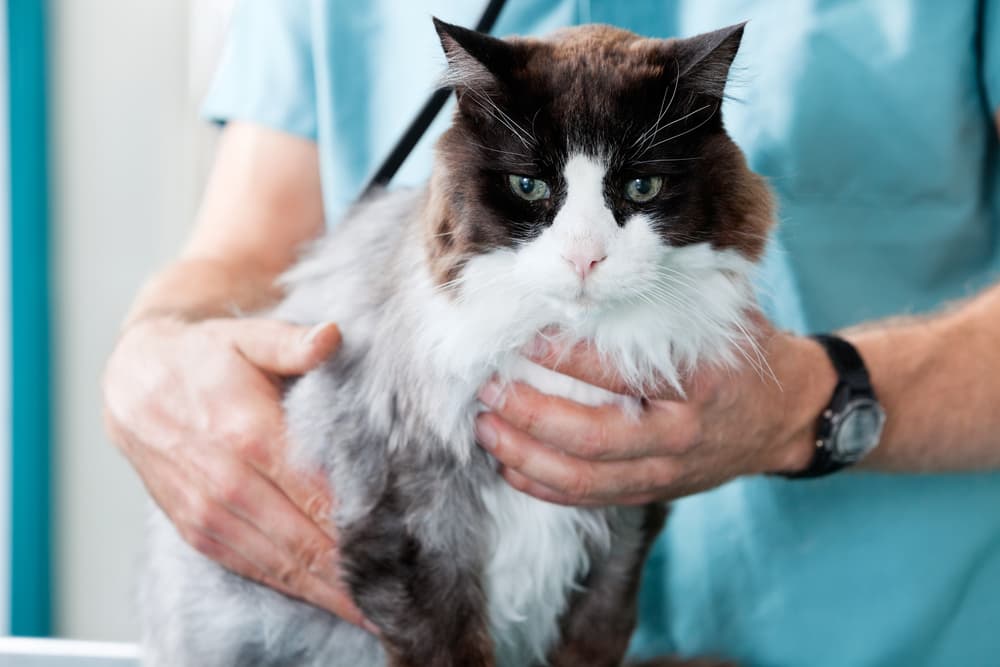 Cat at the vet having an exam to see if have cat heart disease
