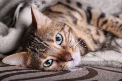 Cat Heart Disease: Causes, Symptoms, and Treatment Options
