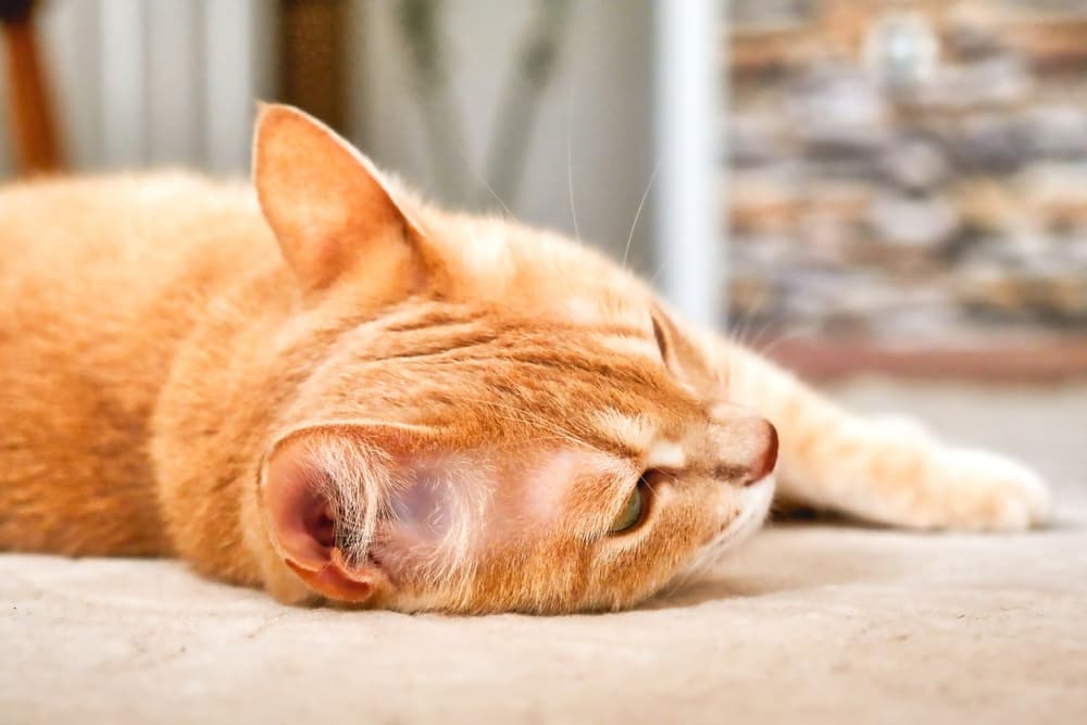 Cat stretched at home sad and sick