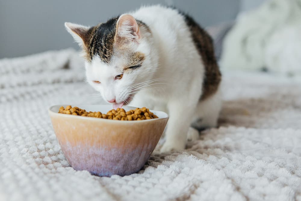 Cat eating high quality food