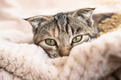 Enlarged Heart (Dilated Cardiomyopathy) in Cats