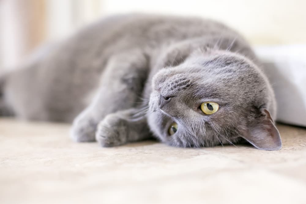 Cat stretching on the couch at home