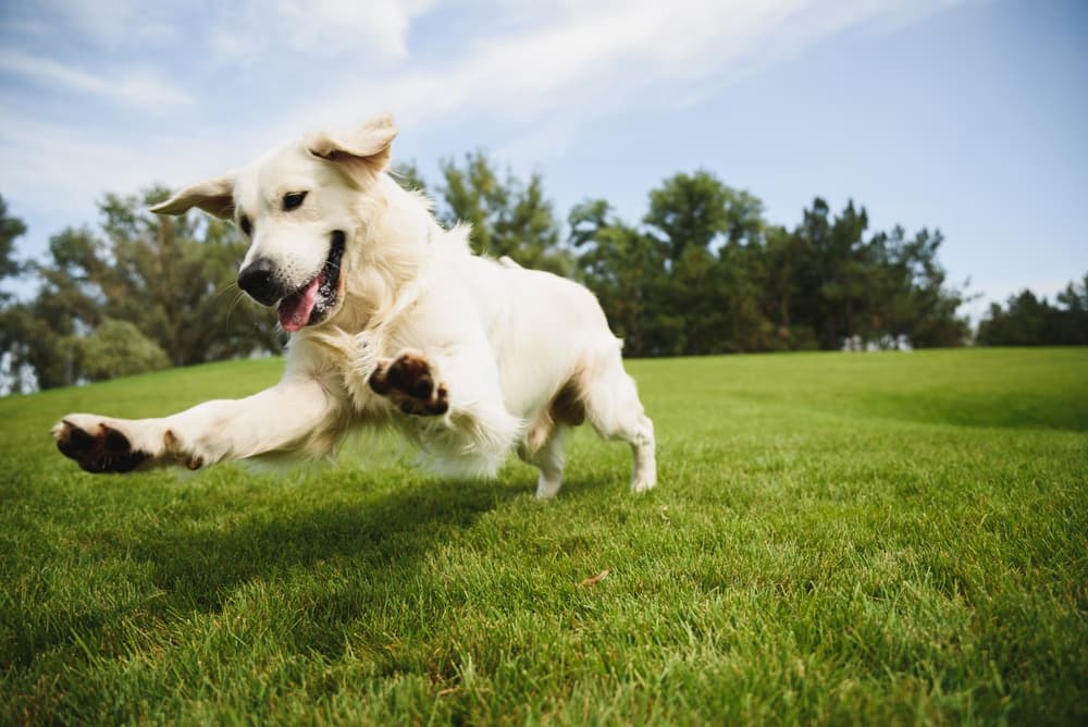 Dog jumping in the grass in the summer
