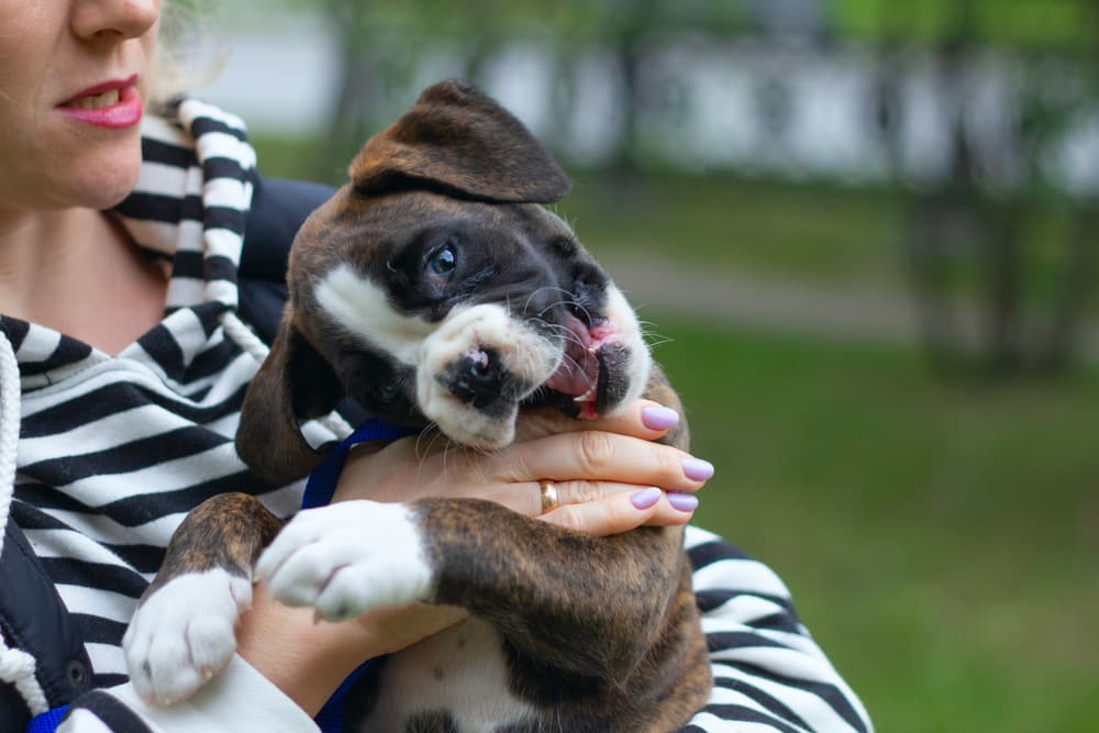 Dog being held by owner