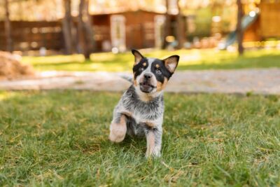 Can Dogs Have Allergies? Can Dogs Have Allergies?