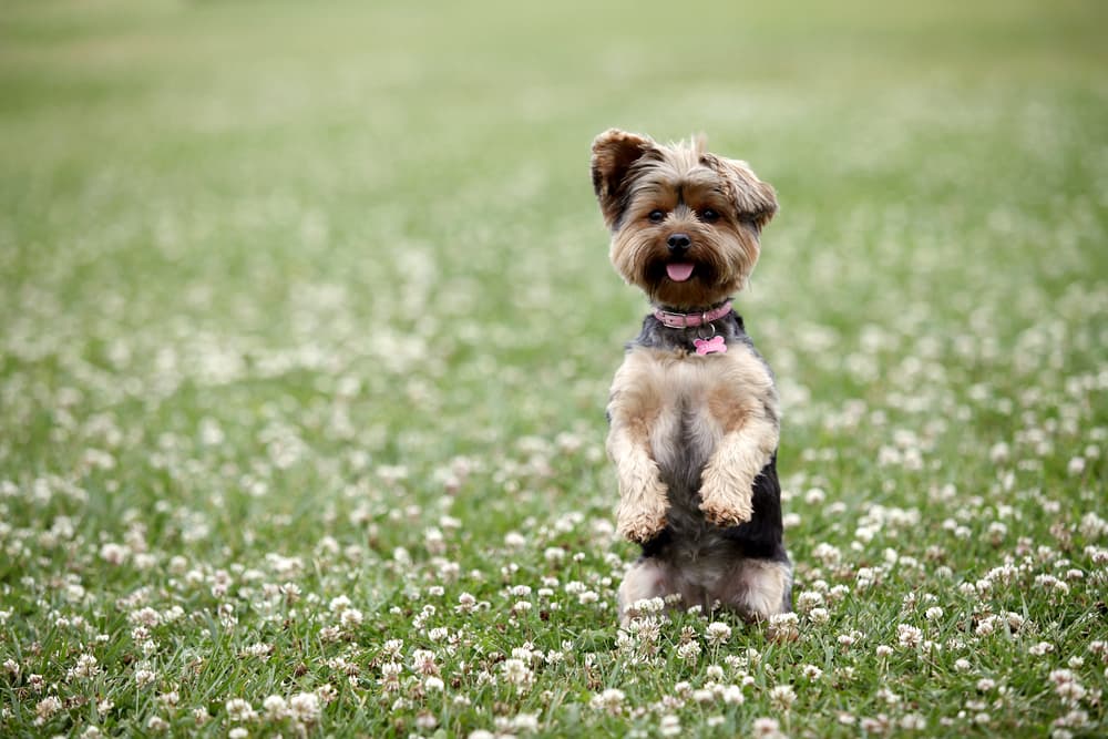 Dog standing on hindlegs