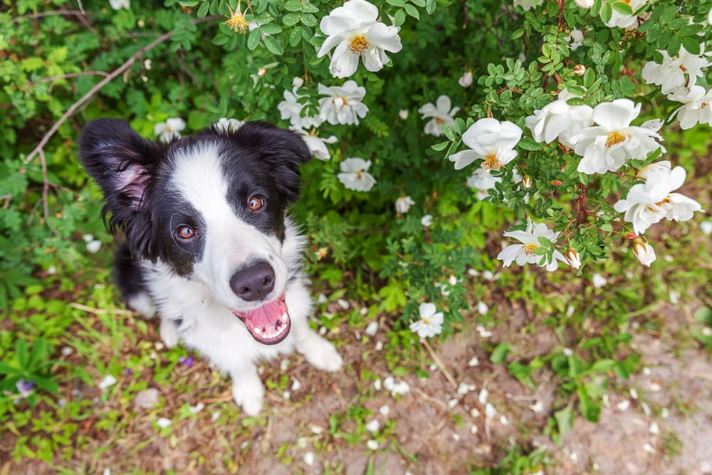 Dog looking up to camera