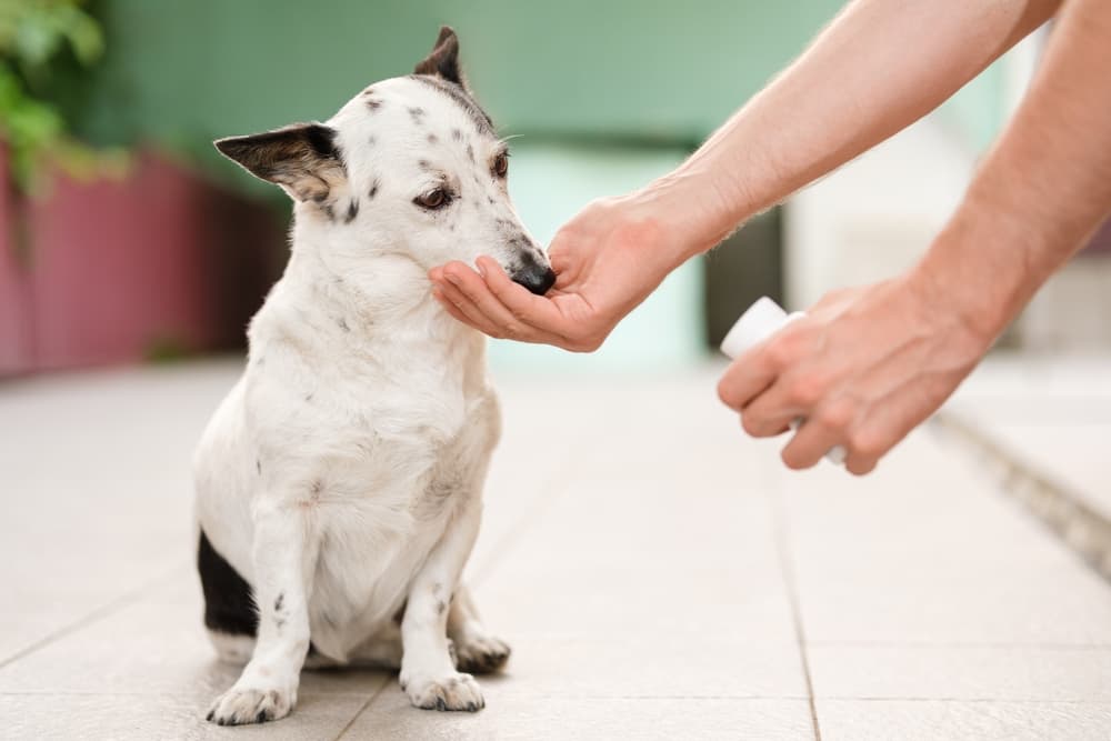 Dog getting medication for seasonal allergies