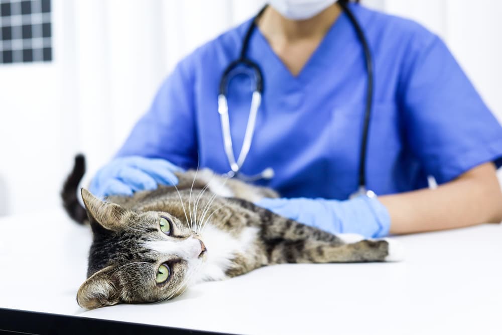 Cat laying down at the vet having their heart checked