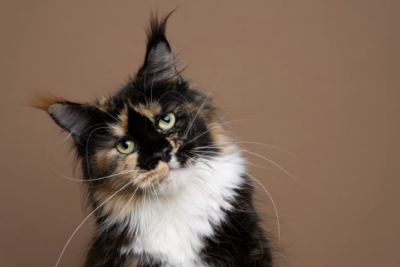 Normal Cat Heart Rate: What Should It Be?