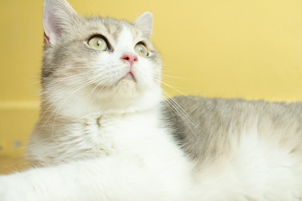 Cat looking up at home