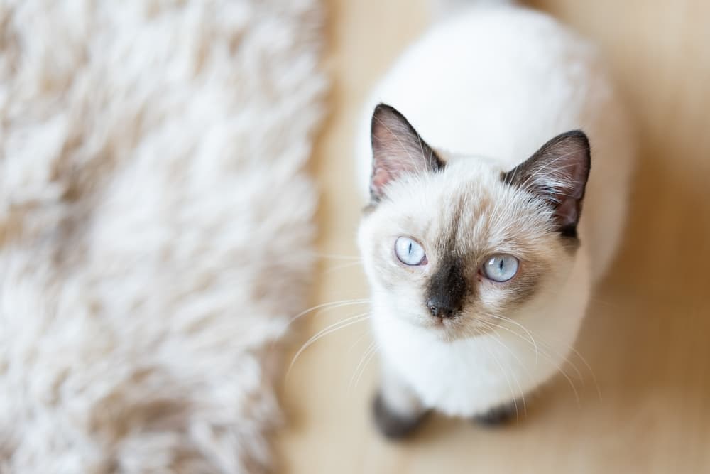 Cat looking up to camera at home