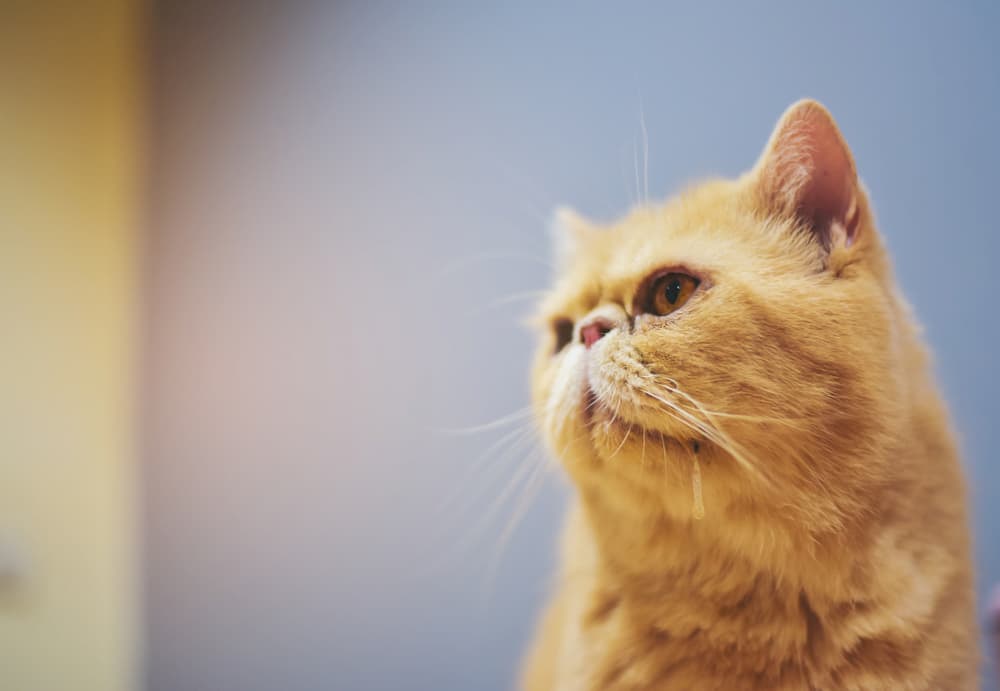 Orange cat drooling